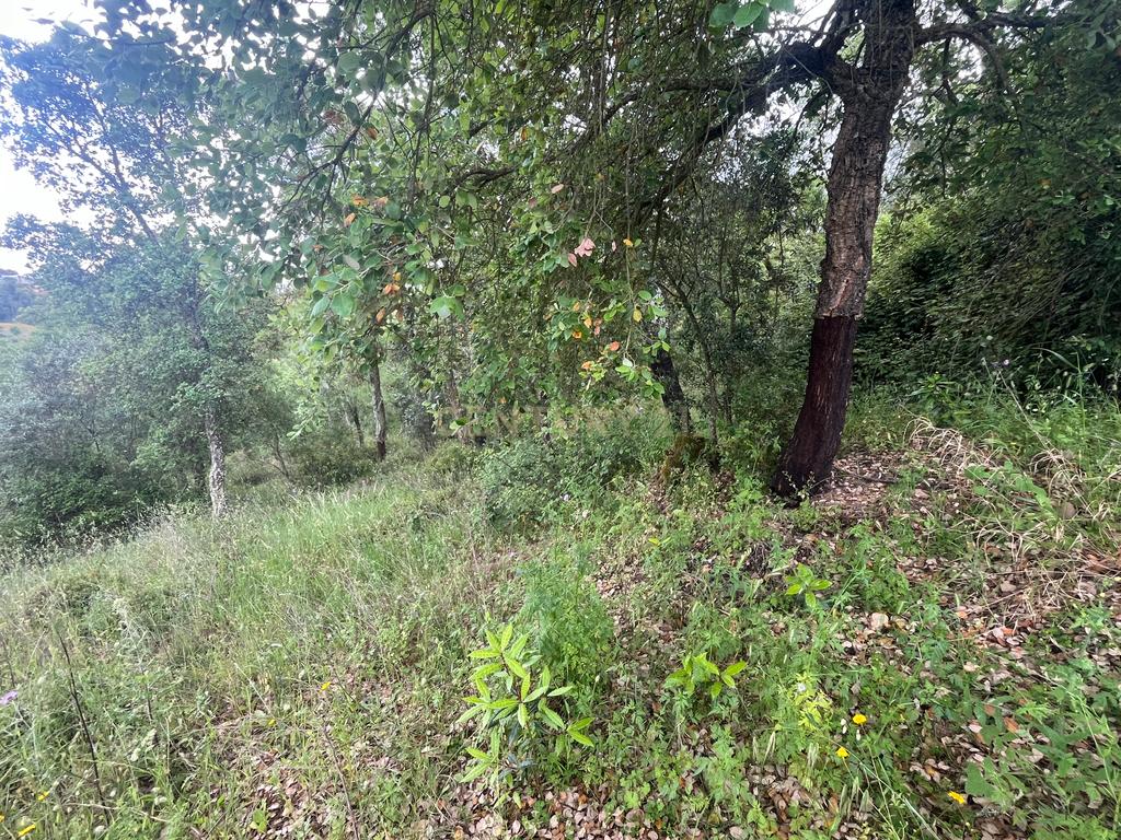 Terreno de 8280m² com cultura Arvense variada em Abrantes - Image 11