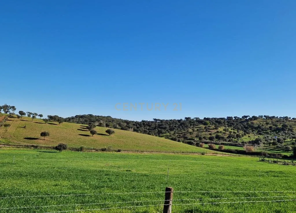 Herdade de 62 Hectares no Coração do Alentejo – Évora - Agricultura - Pecuária - Turismo Rural - Painéis Solares - Image 8
