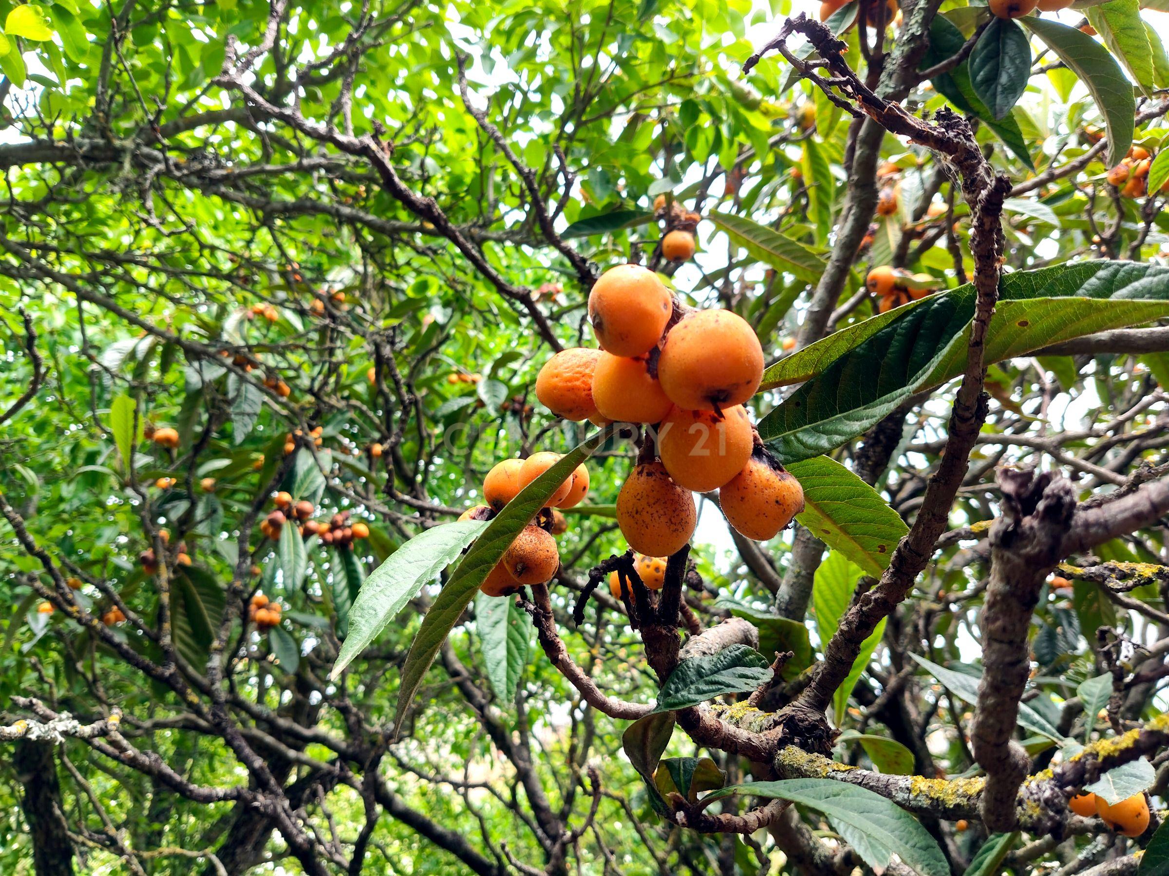 Fotografia 5 de Terreno Rústico com Árvores de Fruto - Calhandriz, Vila Franca de Xira