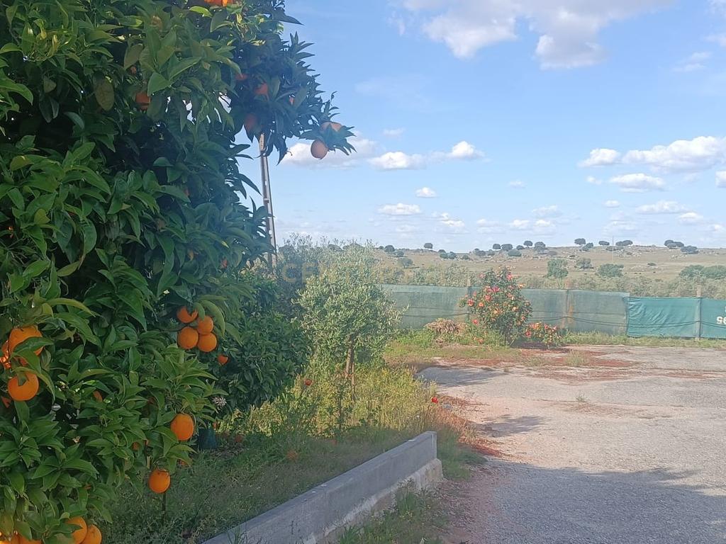 Excelente terreno em Santa Eulália Elvas - Image 4