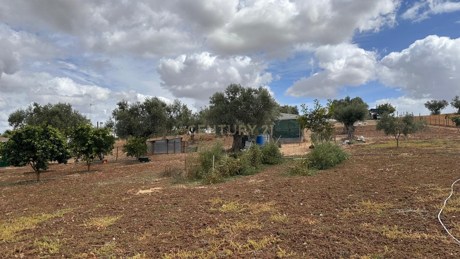 Fotografia 3 de Quinta em Trigaches — 1 hectare em comunhão com a natureza