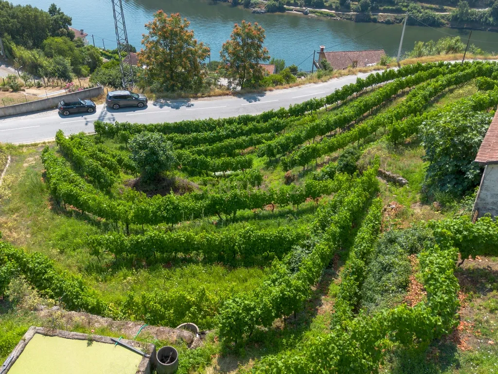 Quintinha com 2 casas em pedra para recuperar + 2 terrenos com vinhas-( 8.210m2 ) -Douro Vinhateiro! - Image 39