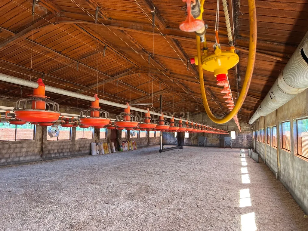 Terreno de 7.500 m² situado próximo ao lago, contendo uma casa a ser restaurada e um aviário automatizado altamente rentável. - Image 16