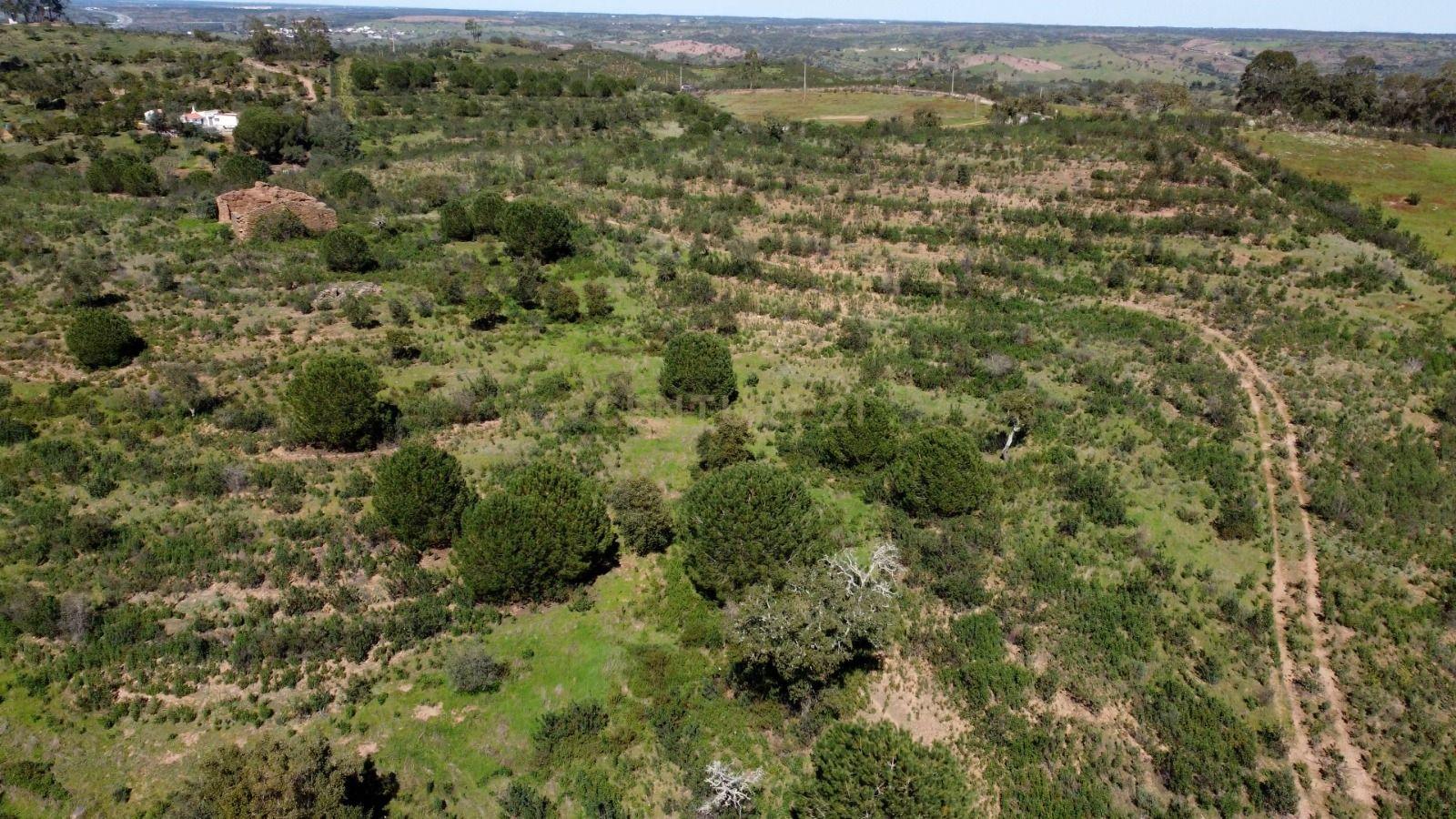 Fotografia 5 de Terreno Monte Alentejano com 6,27 ha, Artigo Urbano 120 m² e Montado de Sobro