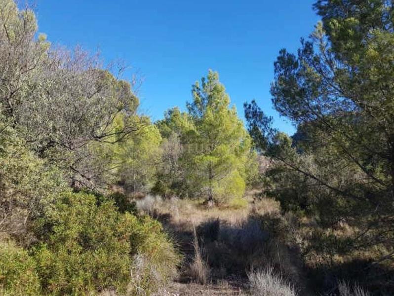 Terreno - Image 11