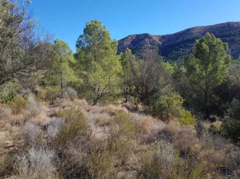 Terreno - Image 6