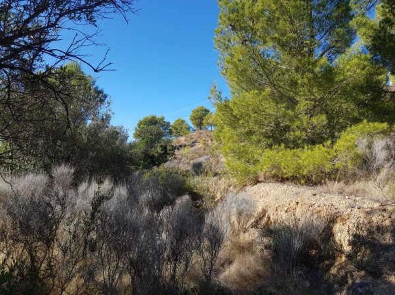 Terreno - Image 9