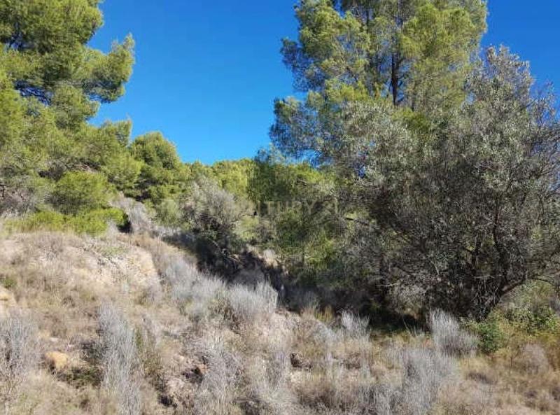 Terreno - Image 8