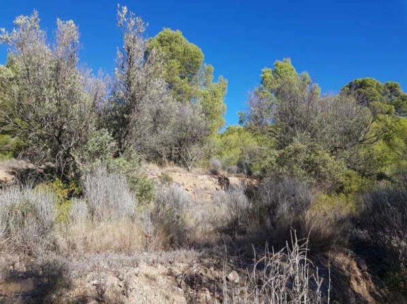 Terreno - Image 14