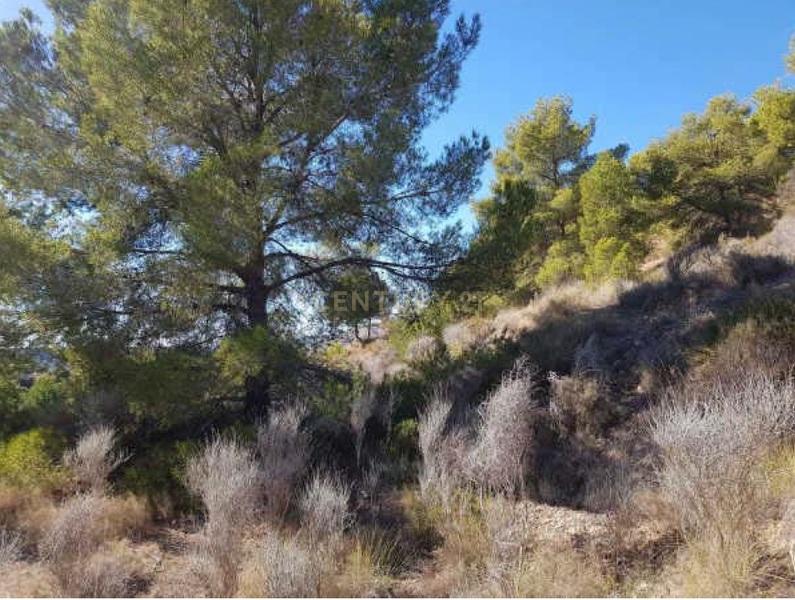 Terreno - Image 4