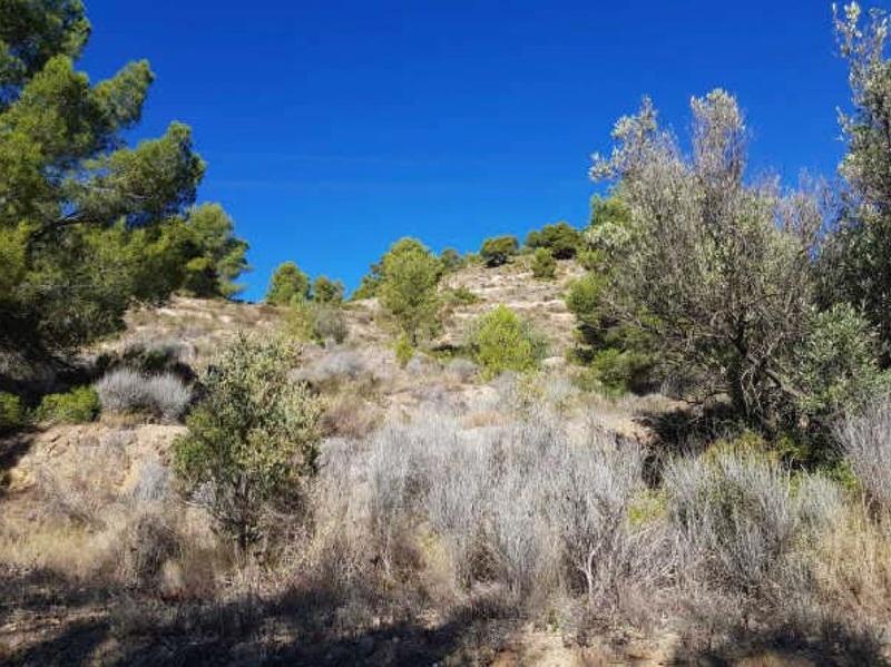 Terreno - Image 13