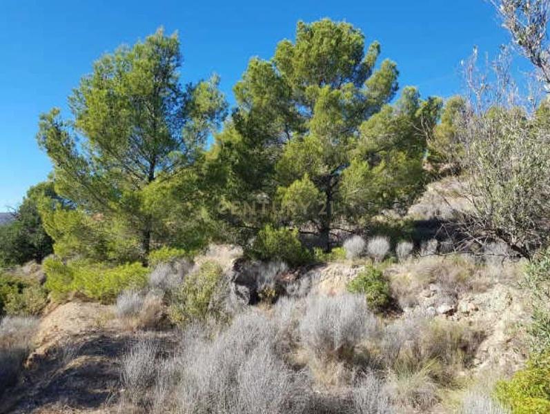 Terreno - Image 7