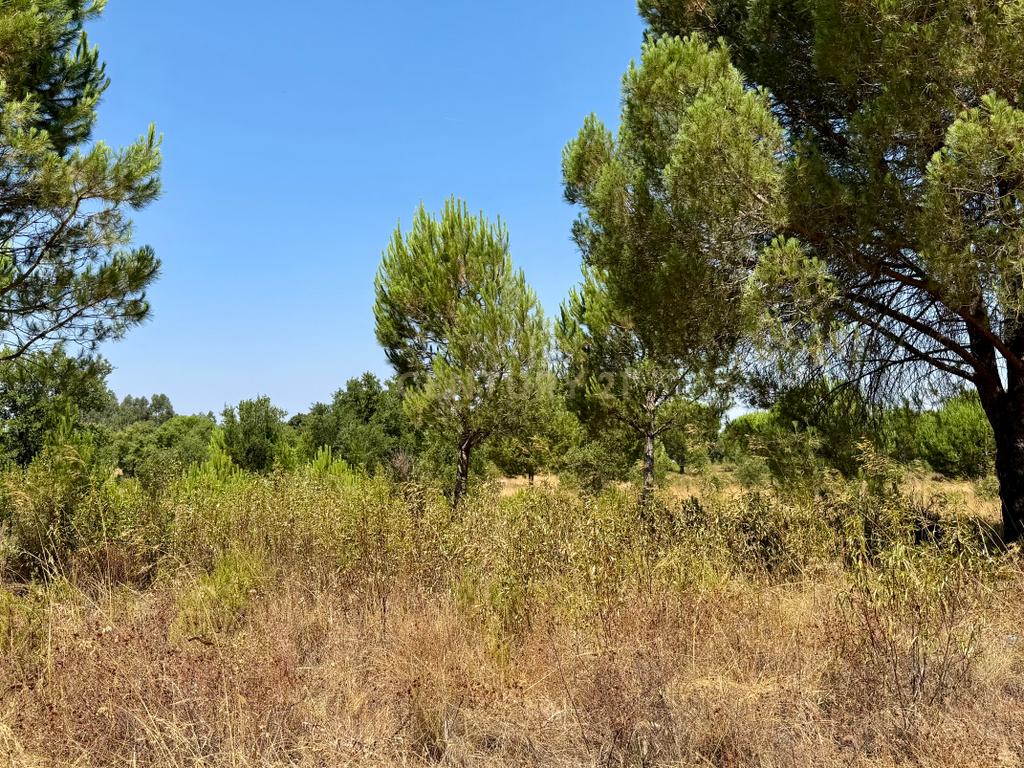 Terreno com 94.000 m2 na zona do Novo Aeroporto de Lisboa, Santo Estêvão, Benavente. Em venda! - Image 12