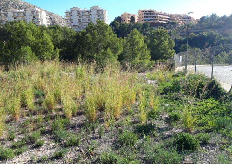 Terreno - Image 7