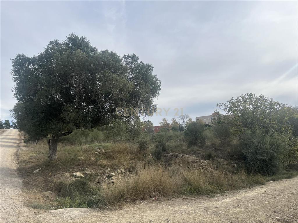 Terreno - Image 9