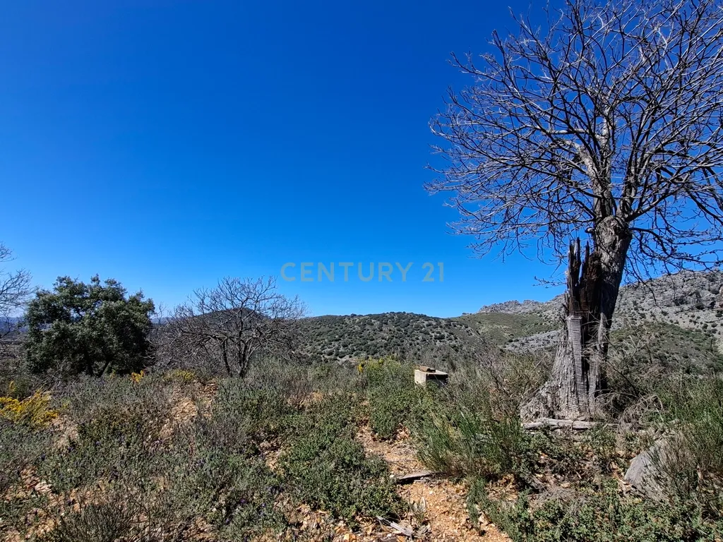 Moradia geminada de gaveto, com orientação sul, vistas para a montanha e duas propriedades rústicas com oliveiras, vinhas e castanheiros, no coração do Alto Genal. - Image 33