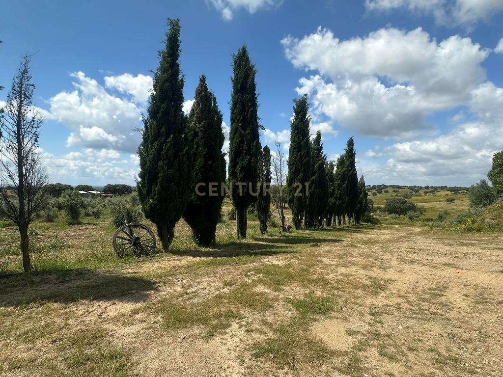 Fantástica Quinta, 5.3ha- Zebreira, Idanha-a-nova - Image 14