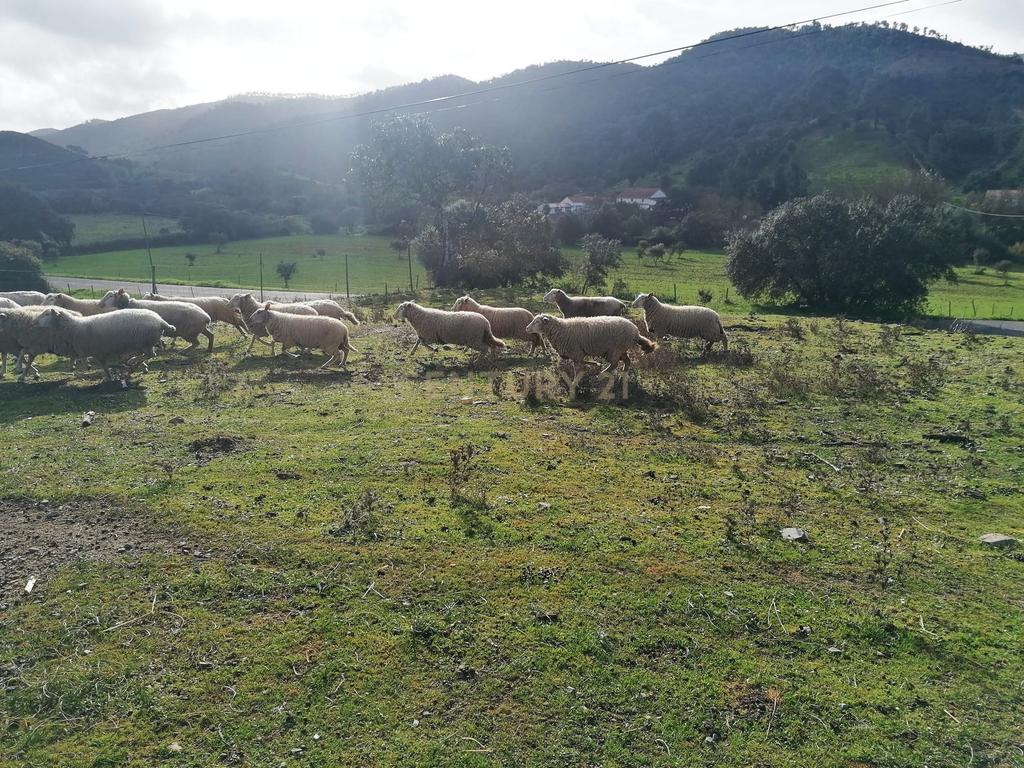 Terreno urbano na zona de Ribeira de Odelouca, freguesia São Barnabé. - Image 3