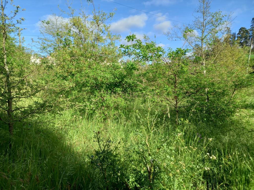 Terreno com 800 m2 em Barbas Novas - Image 15