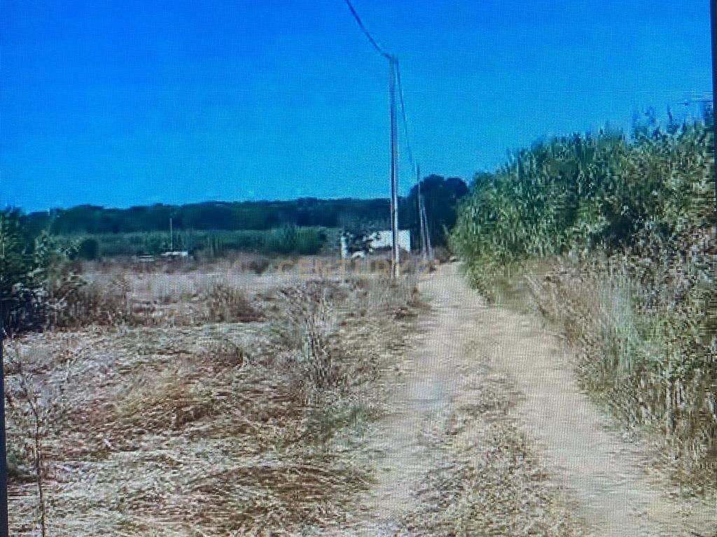 Terreno Rústico no Ludo, Almancil – 8.400 m² Próximo da Quinta do Lago - Image 2