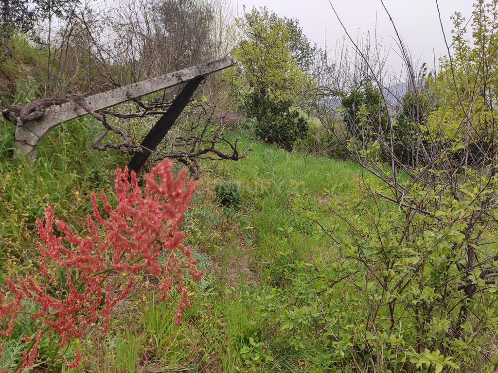 Terreno com casinha e vista para o rio Douro, em S. Tomé de Covelas, Baião para projeto agrícola - Image 11
