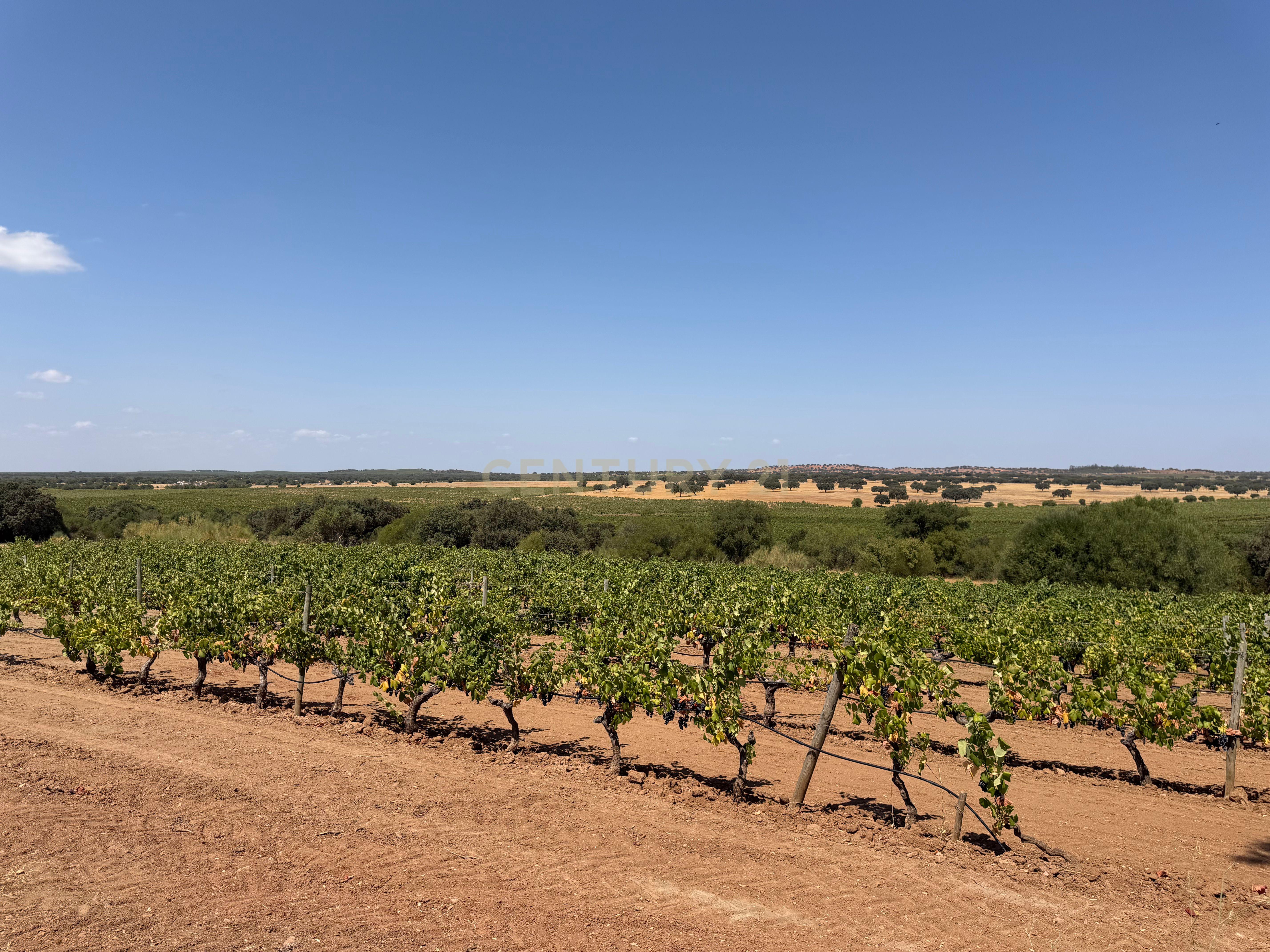 Fotografia 6 de Herdade da Pandeira (93 Hectares) Vinha e Olival em Produção em Reguengos de Monsaraz.