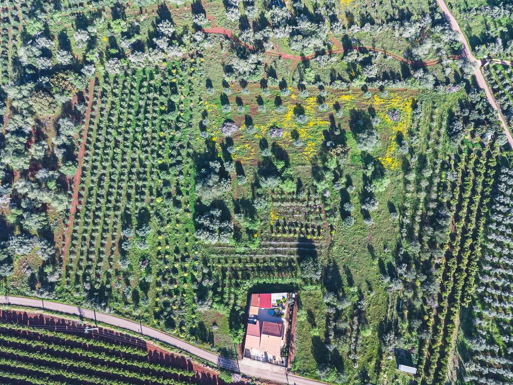 TERRENO RUSTICO COM OLIVEIRAS PARA VENDA - Image 3