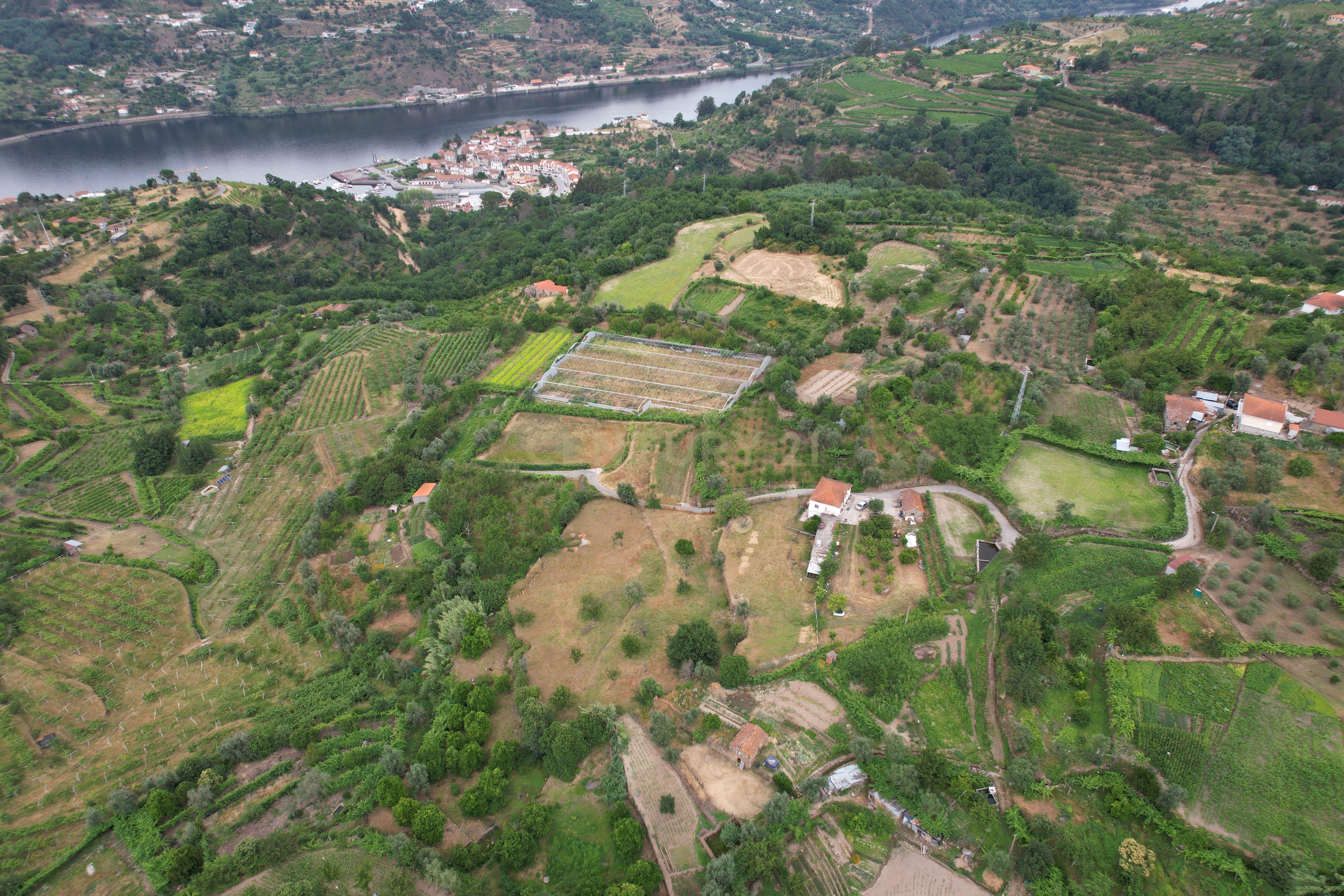 Fotografia 5 de Quinta em Miomães, Resende | Um refúgio rural com cerca de 4 hectares de potencial