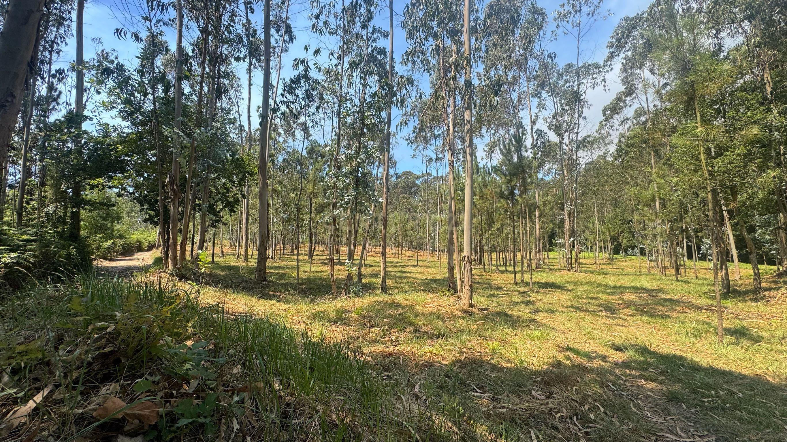 Fotografia 3 de TERRENO FLORRESTAL 5.453 m² – TERROSO | PÓVOA DE VARZIM