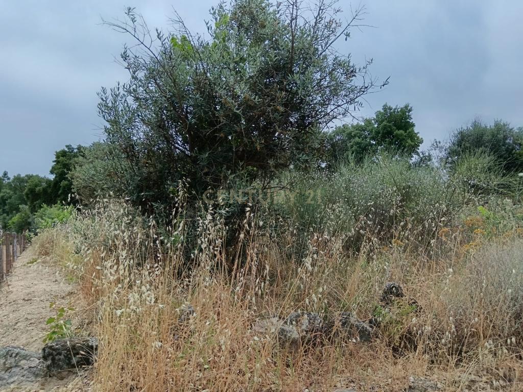 Terreno rustico em Palvarinho ( Rabadão ) - Image 6