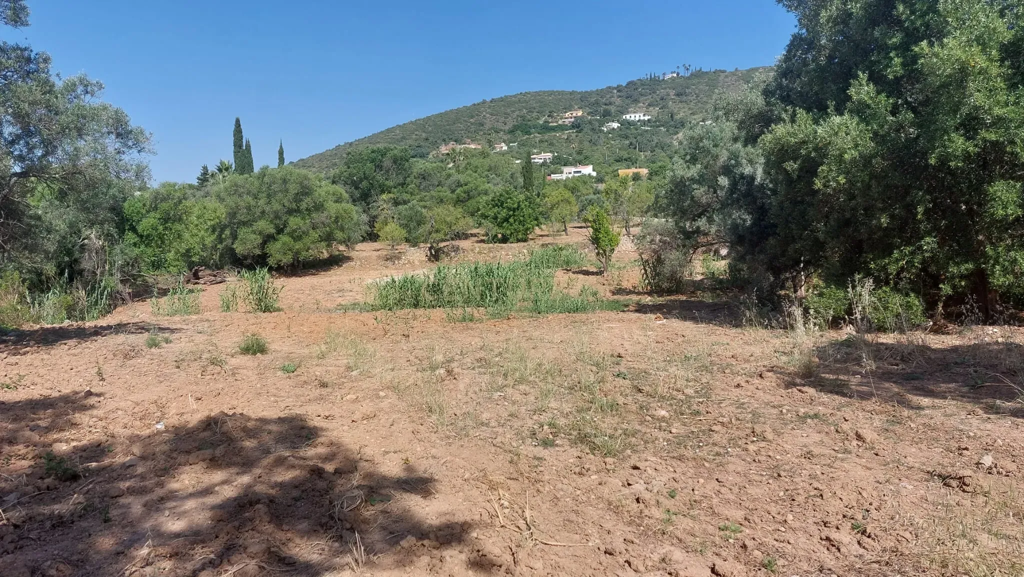 Fotografia 8 de Terreno Rústico com 2.280 m² em Santa Bárbara de Nexe – Sítio do Canal