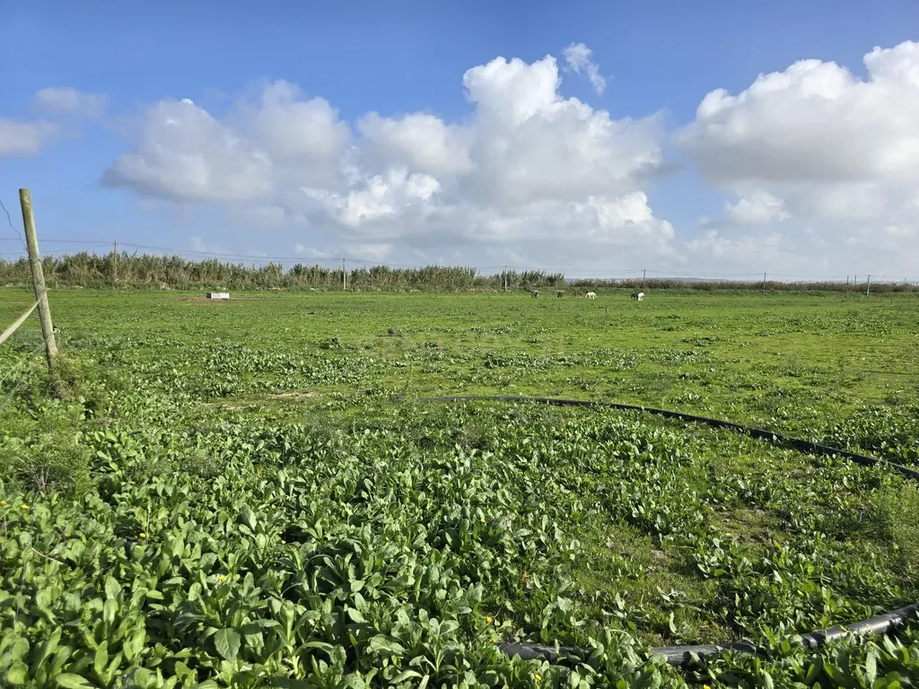Moradia Isolada inserida em Quinta com terreno de 13000m2 em Peniche - Image 10