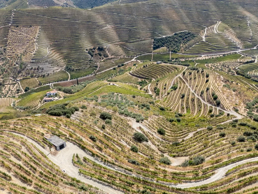 Farm with productive vineyard in the Douro Demarcated Region — São João da Pesqueira - Image 3