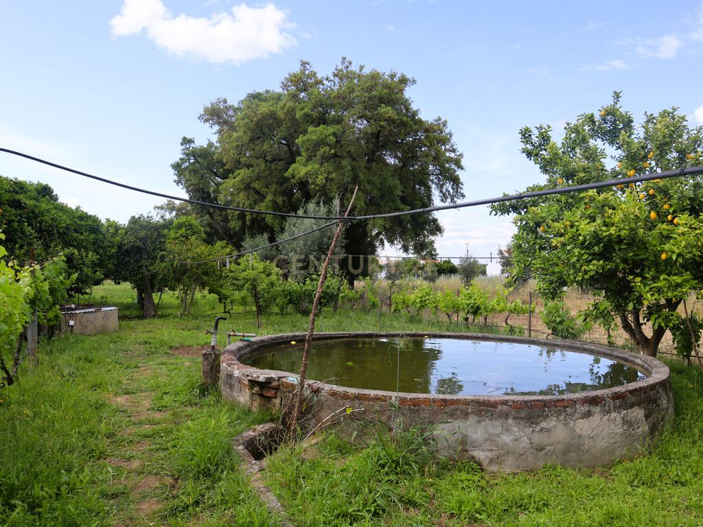 Moradia com Terreno para Venda – Carregueira (Chamusca) , Terreno: 2.120 m² | Moradia com potencial | Árvores de fruto | Água de poço - Image 19