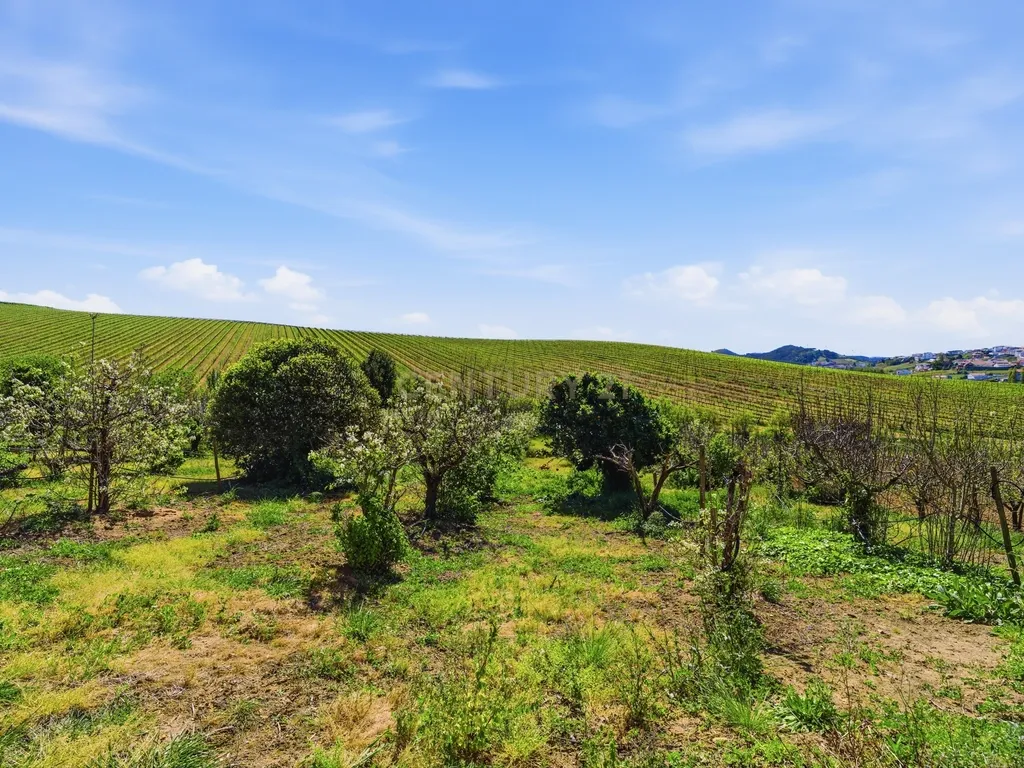 Quinta em Bonabal com Moradia T3 + Armazém + Terreno com mais de 3 400m2 - Image 16