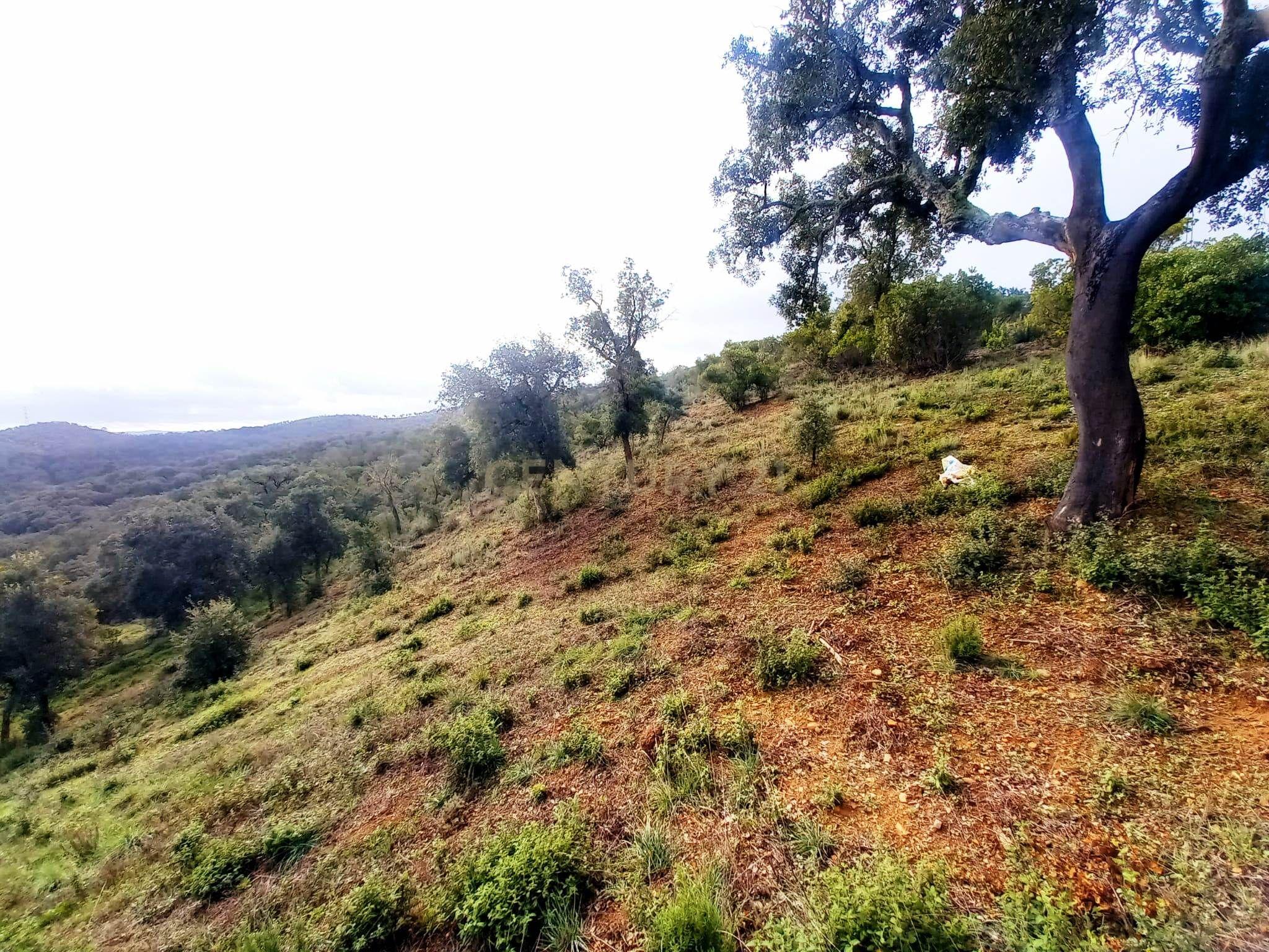 Fotografia 11 de Investimento Rural: 20 Hectares com Rendimento