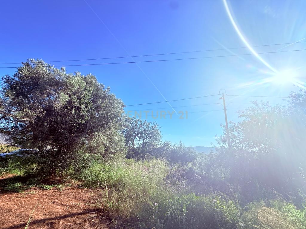 Quinta em Estiramantens – 1 Hectare de Pura Tranquilidade!  - Image 6