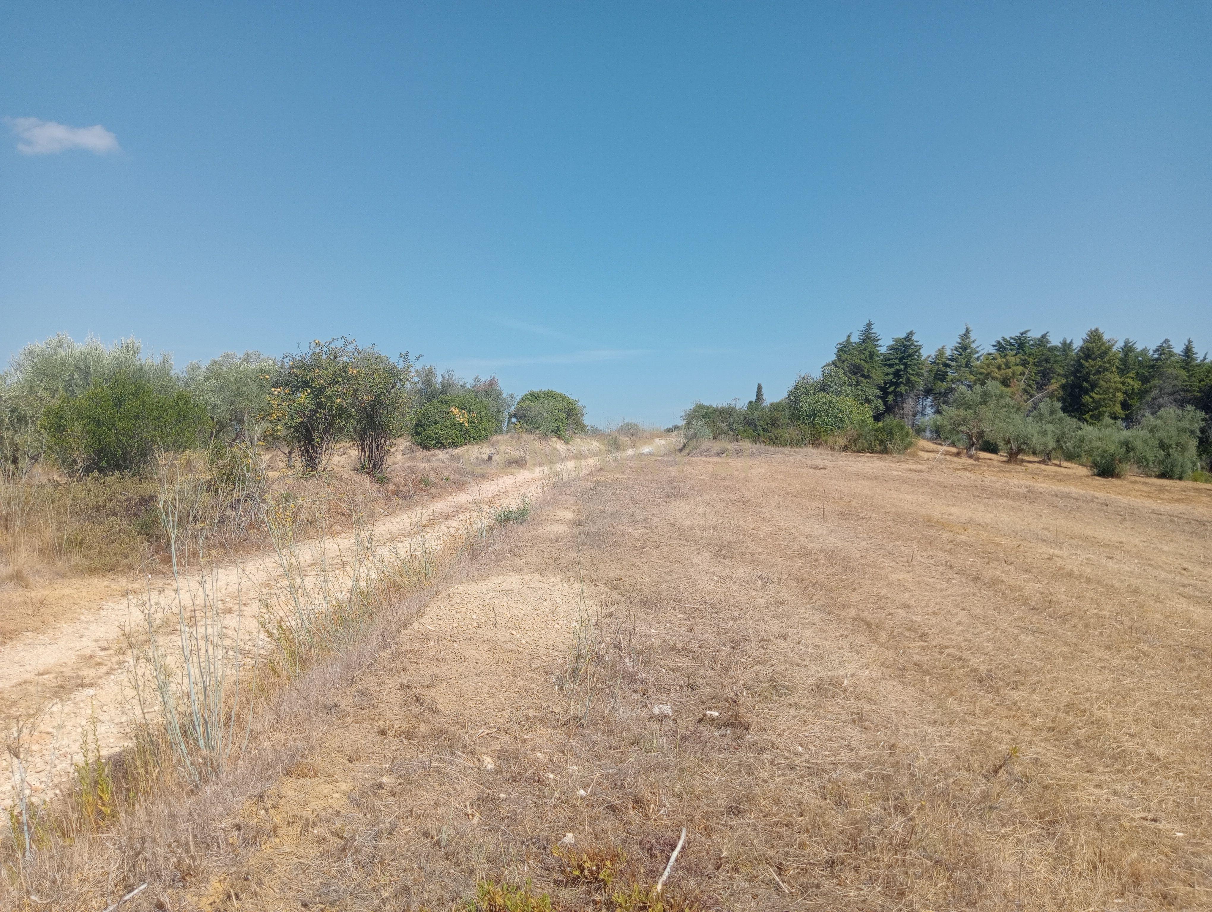 Fotografia 8 de Terreno Agrícola em Brogueira, Torres Novas - 13640m²