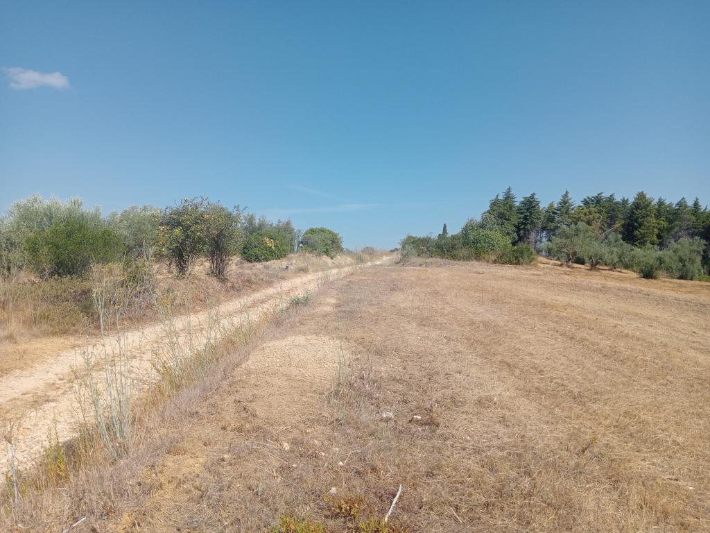 Terreno Agrícola em Brogueira, Torres Novas - 13640m² - Image 8