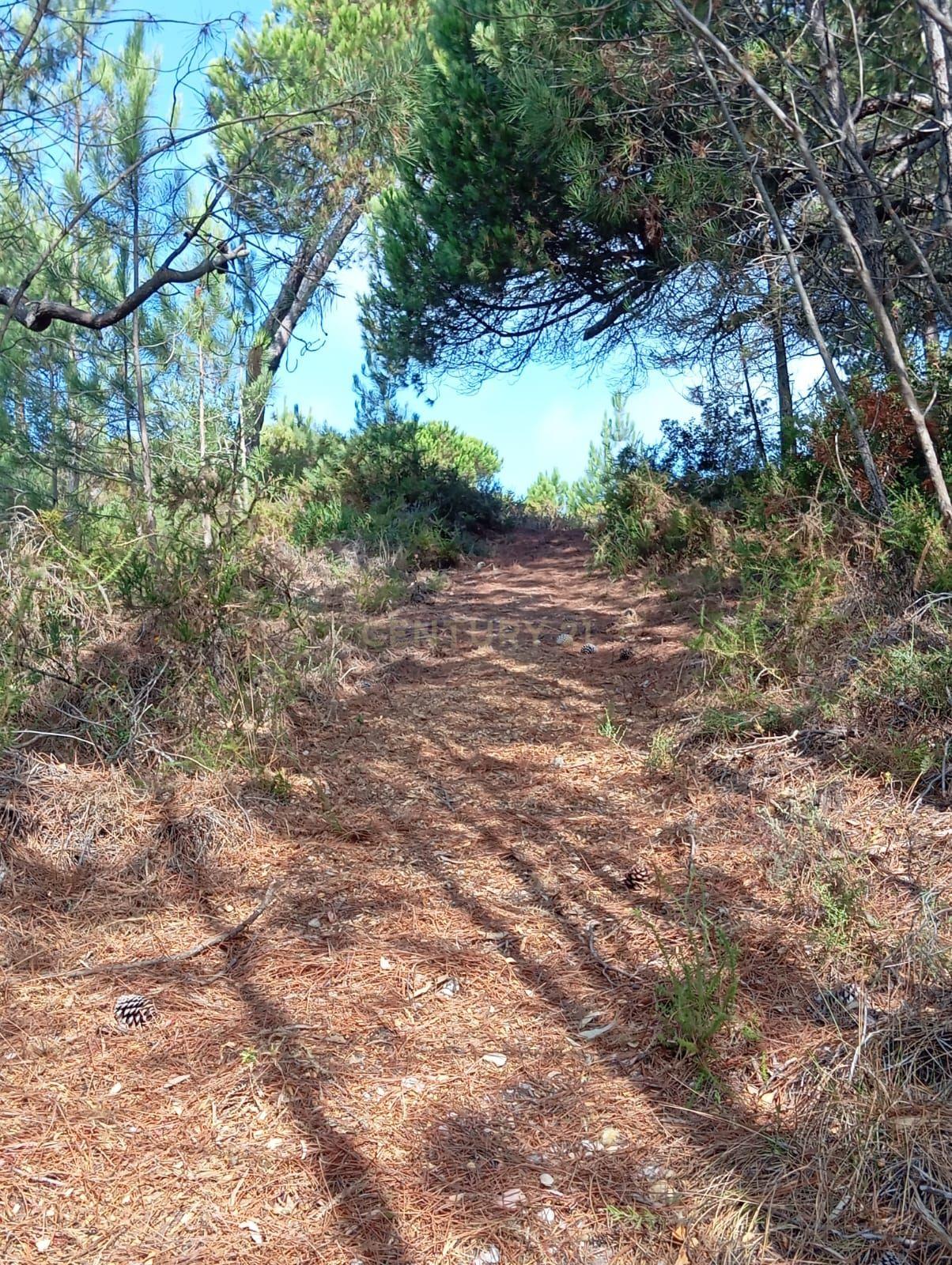 Fotografia 10 de Terreno com área de 10.000m2 com projeto aprovado perto da Aldeia do Meco