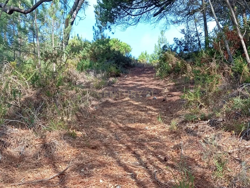 Terreno com área de 10.000m2 com projeto aprovado perto da Aldeia do Meco - Image 10