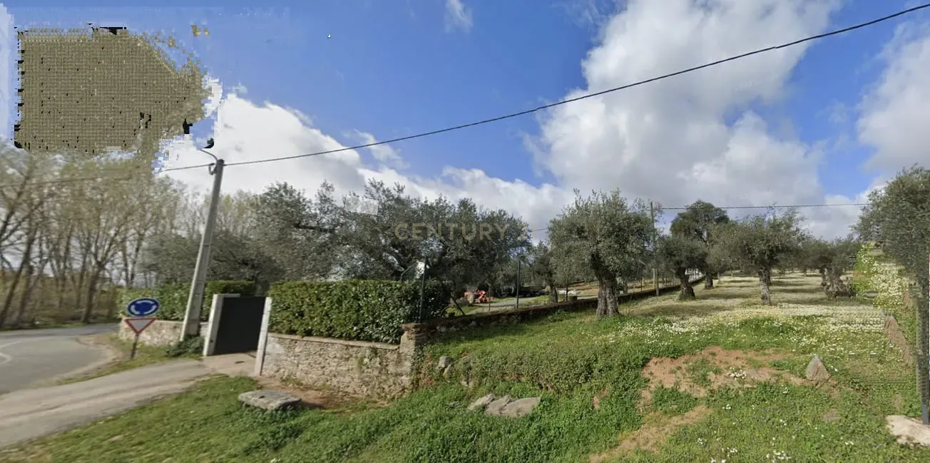Terreno com olival - Peredo (Macedo de Cavaleiros) - Image 2