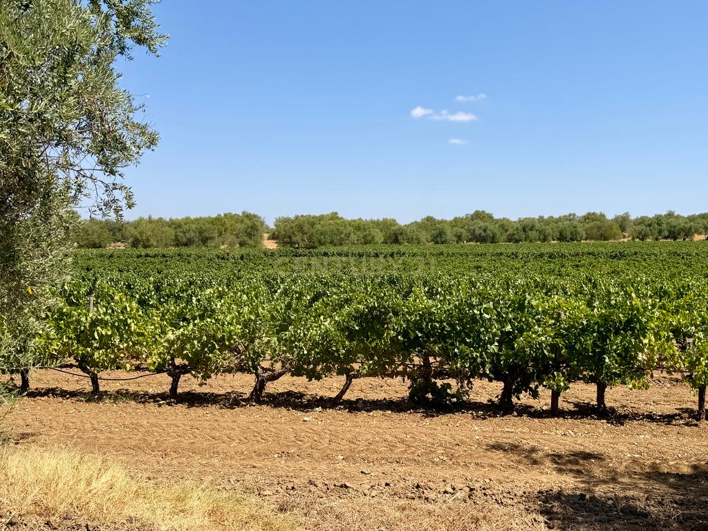Herdade da Pandeira (93 Hectares) Vinha e Olival em Produção em Reguengos de Monsaraz. - Image 25