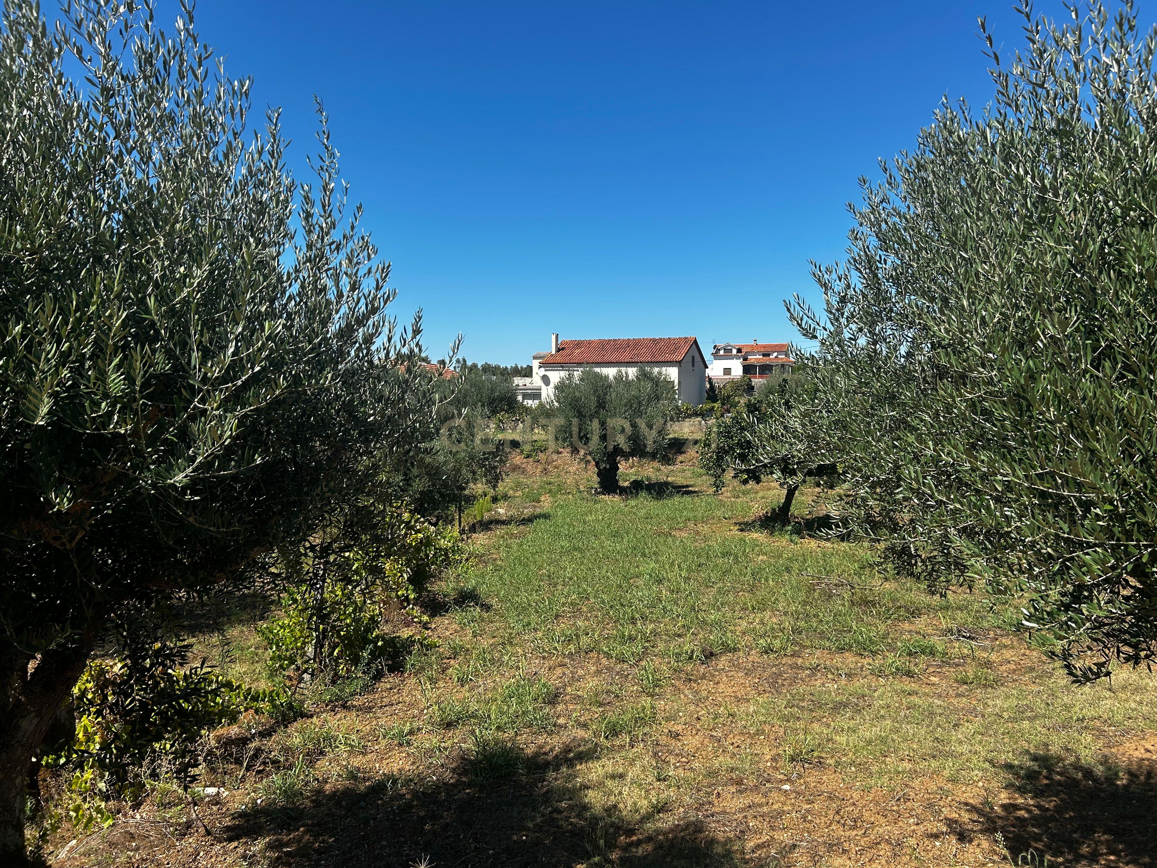Fotografia 6 de Encantadora Moradia em Casais e Alviobeira, Tomar