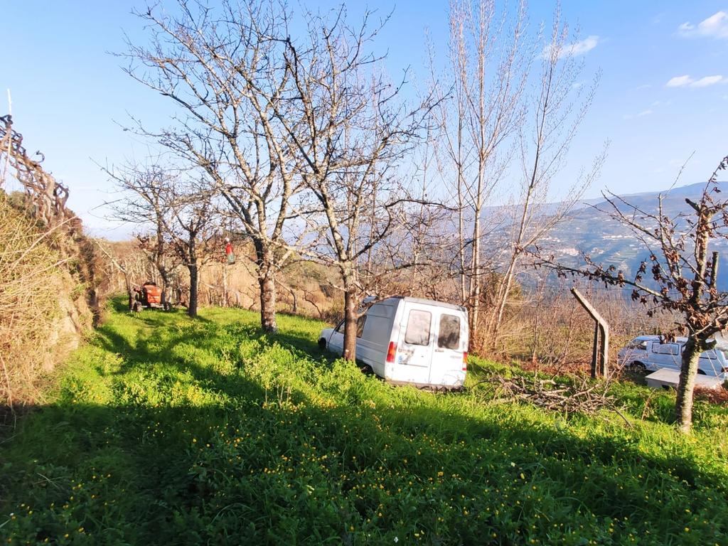 Terreno com casinha e vista para o rio Douro, em S. Tomé de Covelas, Baião para projeto agrícola - Image 63