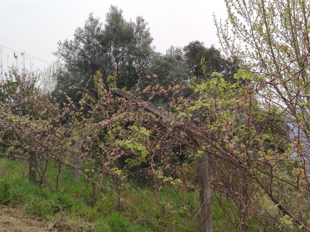 Terreno com casinha e vista para o rio Douro, em S. Tomé de Covelas, Baião para projeto agrícola - Image 20