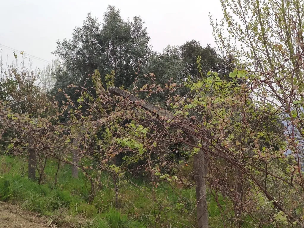 Terreno com casinha e vista para o rio Douro, em S. Tomé de Covelas, Baião para projeto agrícola - Image 20