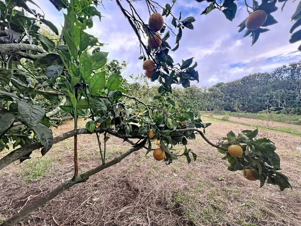 Fotografia 9 de 🍃 Quinta no Pico da Pedra – Refúgio com 1.400 m² de Tranquilidade