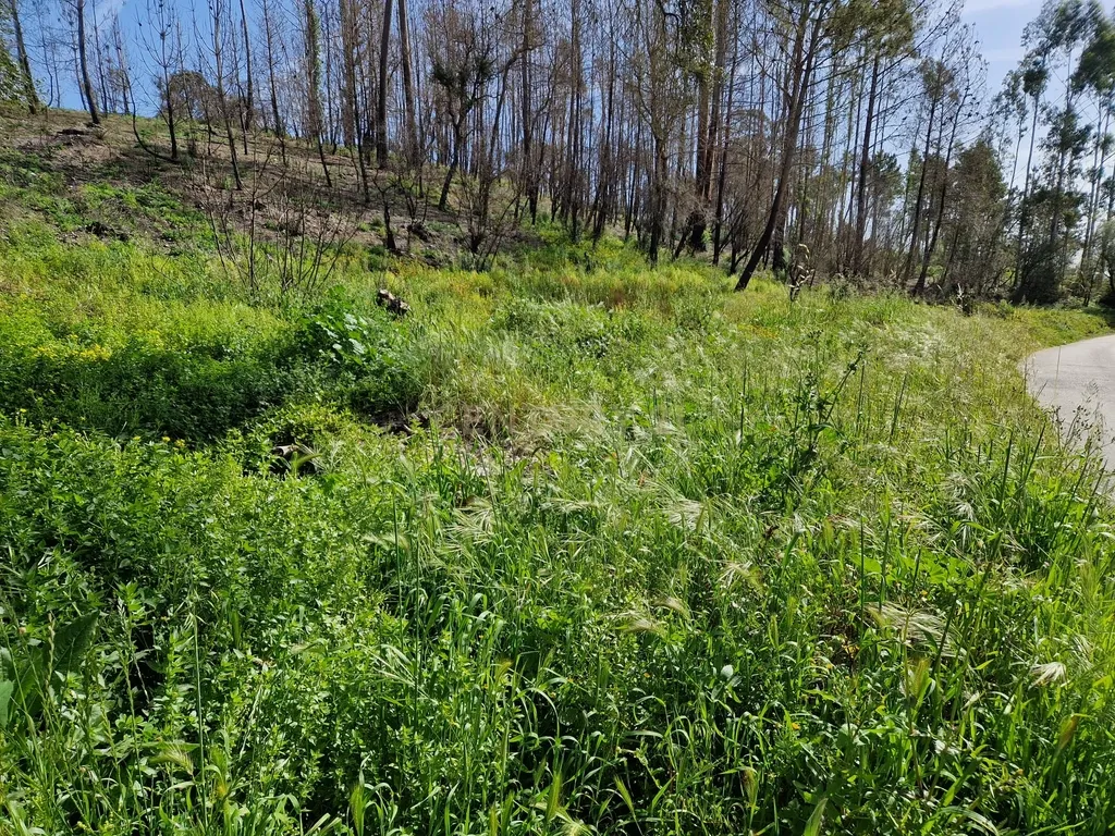 Terreno para construção em Colmeias, Leiria - Image 2