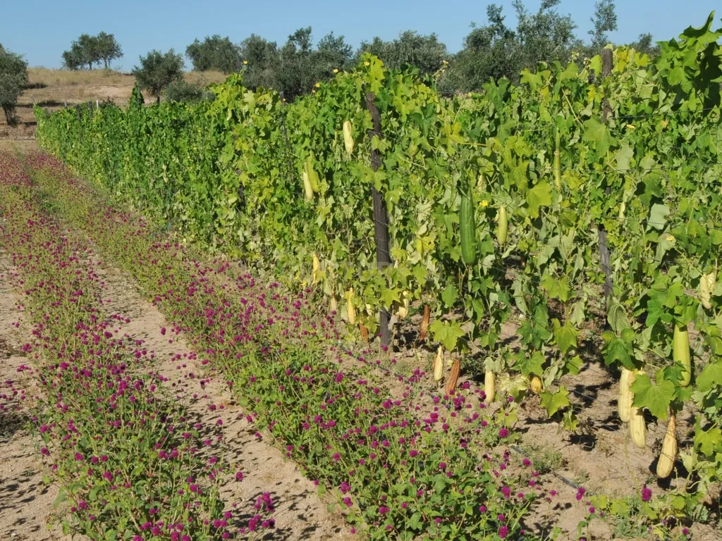 Oportunidade Única: Quinta de 16 Hectares com produção de plantas aromáticas, 2 Ha de rosas DAMASCENA, destilação de óleos essenciais e actividade e-commerce - Image 21